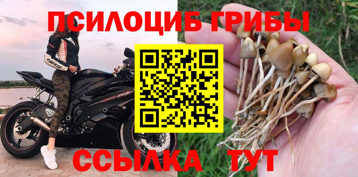 Псилоцибиновые грибы Psilocybine cubensis Сухой Лог